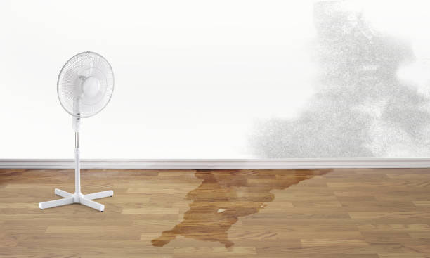 Best Mold removal after water damage  in Wantagh, NY